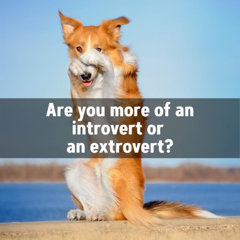 Are you more of an introvert or an extrovert?